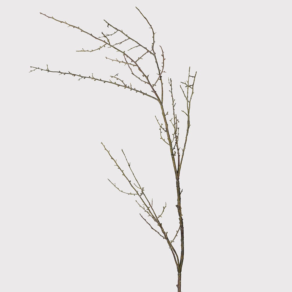 Brown Twig Stem