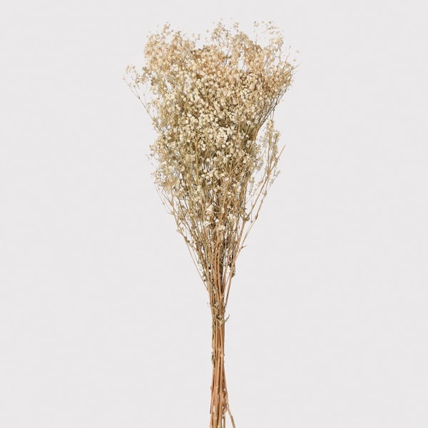 White Real Dried Gypsophila